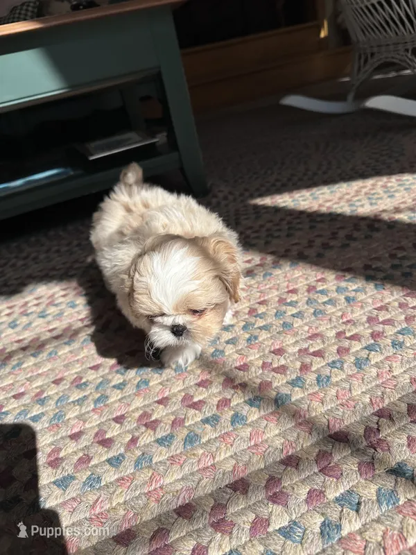 Cream  – Shih Tzu puppy for sale in Dayville, CT
