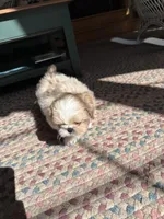 Cream , a female Shih Tzu for sale in Dayville, CT – 1 of 3