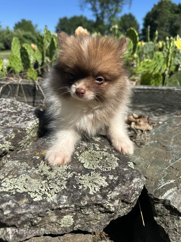 Churro  – Pomeranian puppy for sale in Dayville, CT