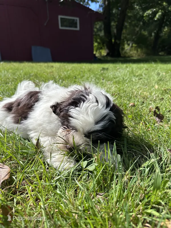 Coffee – Shichon puppy for sale in Dayville, CT