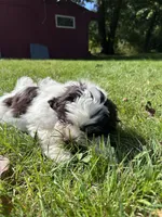 Coffee, a male Shichon for sale in Dayville, CT – 1 of 3