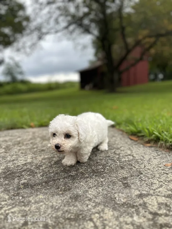 Snow – Bichpoo puppy for sale in Dayville, CT