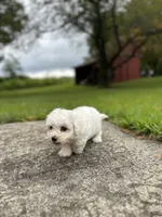 Snow, a male Bichpoo for sale in Dayville, CT – 1 of 3