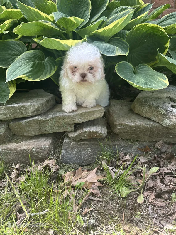 Marshmallow  – Shichon puppy for sale in Dayville, CT