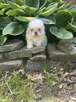 Marshmallow , a female Shichon for sale in Dayville, CT – 1 of 4