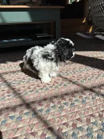 Spot, a male Shih Tzu for sale in Dayville, CT – 3 of 3