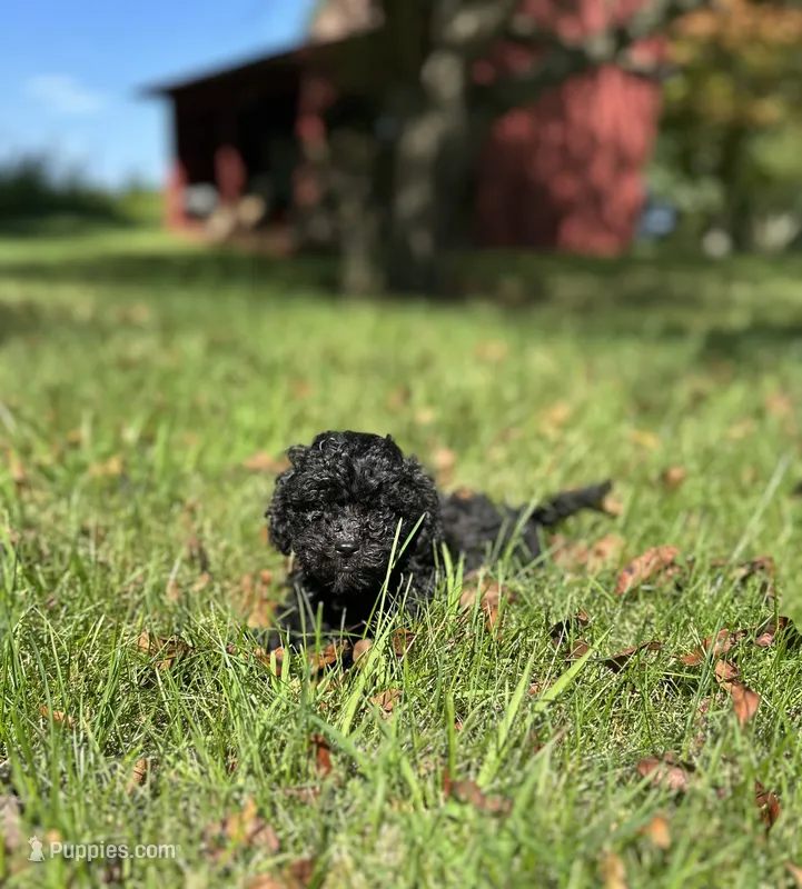 Midnight  – Cockapoo puppy for sale in Dayville, CT