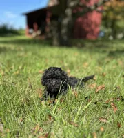 Midnight , a male Cockapoo for sale in Dayville, CT – 1 of 2