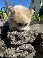 Bear, a female Pomeranian for sale in Dayville, CT – 3 of 3