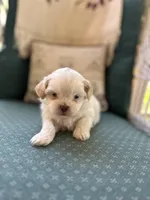 Niko, a male Shichon for sale in Dayville, CT – 1 of 2