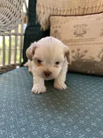 Niko, a male Shichon for sale in Dayville, CT – 2 of 2