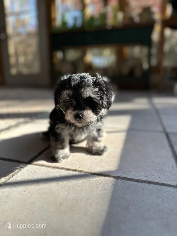 Amber  – Morkie puppy for sale in Dayville, CT