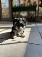 Amber , a female Morkie for sale in Dayville, CT – 1 of 3