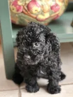 Night , a female Cavapoo for sale in Dayville, CT – Photo 1 of 2