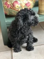 Night , a female Cavapoo for sale in Dayville, CT – Photo 2 of 2