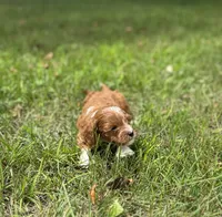Dot, a female Cavapoo for sale in Dayville, CT – 2 of 3