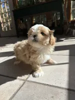 Cupcake , a female Shih Tzu for sale in Dayville, CT – 3 of 3