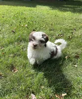 Toffee , a male Shichon for sale in Dayville, CT – 2 of 3