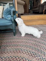 Snowball, a male Bichpoo for sale in Dayville, CT – Photo 4 of 4