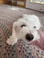 Snowball, a male Bichpoo for sale in Dayville, CT – Photo 3 of 4