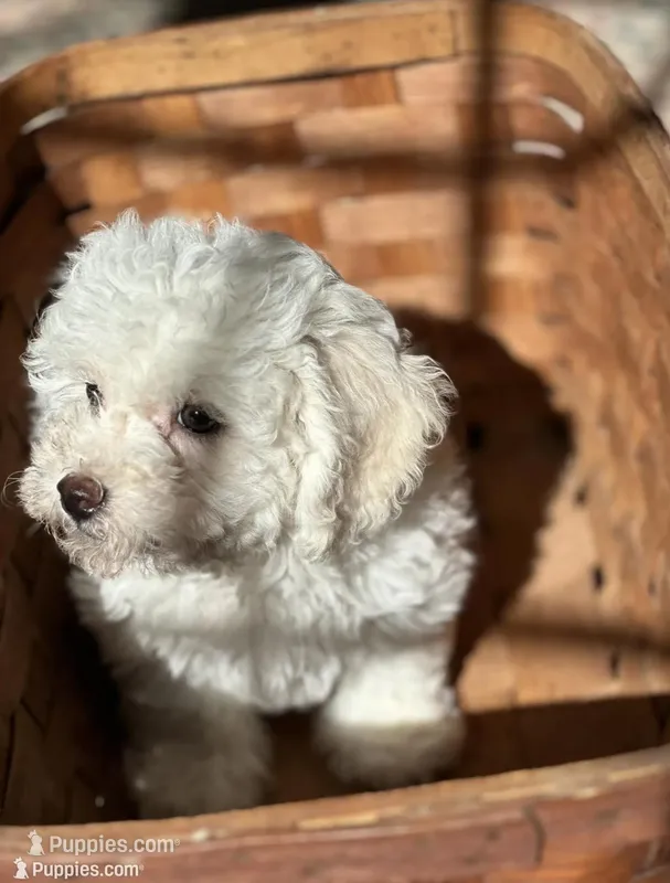Snowball – Bichpoo puppy for sale in Dayville, CT