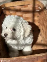 Snowball, a male Bichpoo for sale in Dayville, CT – Photo 1 of 4