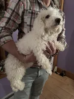 Snowball, a male Bichpoo for sale in Dayville, CT – Photo 2 of 4