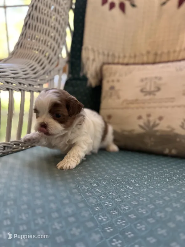 Caramel , a female Shichon for sale in Dayville, CT – 1 of 2