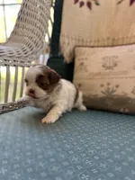 Caramel , a female Shichon for sale in Dayville, CT – 1 of 2