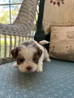 Caramel , a female Shichon for sale in Dayville, CT – 2 of 2
