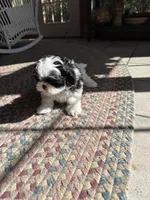Spot, a male Shih Tzu for sale in Dayville, CT – 2 of 3