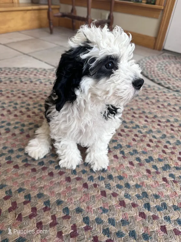 Klondike  – Cavapoo puppy for sale in Dayville, CT