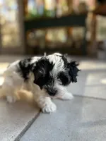 Marble , a male Morkie for sale in Dayville, CT – 2 of 2