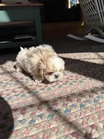 Cream , a female Shih Tzu for sale in Dayville, CT – 2 of 3
