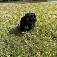 Cocoa , a male Bichpoo for sale in Dayville, CT – 2 of 3