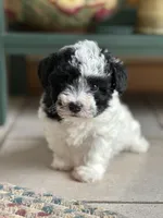 Cookie , a female Bichpoo for sale in Dayville, CT – Photo 2 of 2