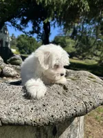 Tofu, a male Maltese for sale in Dayville, CT – 2 of 3