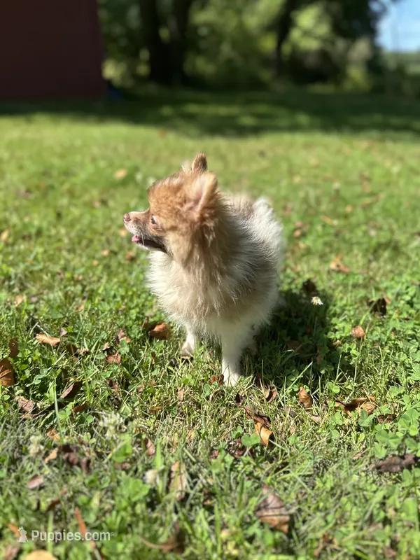 Churro  – Pomeranian puppy for sale in Dayville, CT