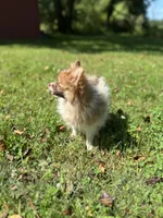 Churro , a female Pomeranian for sale in Dayville, CT – 1 of 6