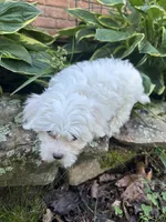 Snowflake , a female Maltese for sale in Dayville, CT – 2 of 2