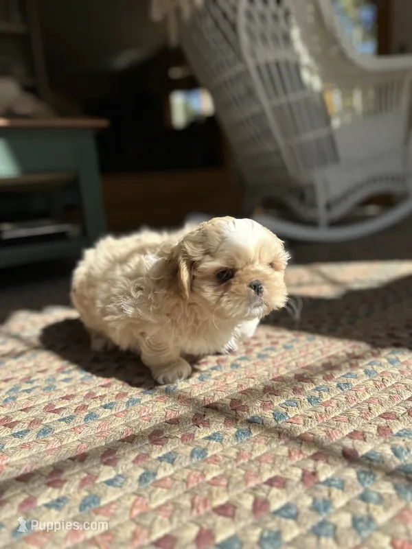 Bailey  – Shih Tzu puppy for sale in Dayville, CT