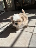 Cupcake , a female Shih Tzu for sale in Dayville, CT – 2 of 3