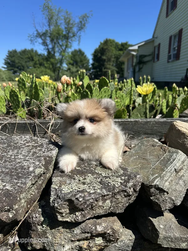 Bear – Pomeranian puppy for sale in Dayville, CT