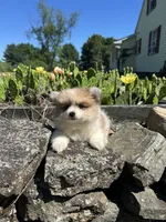 Bear, a female Pomeranian for sale in Dayville, CT – 1 of 3