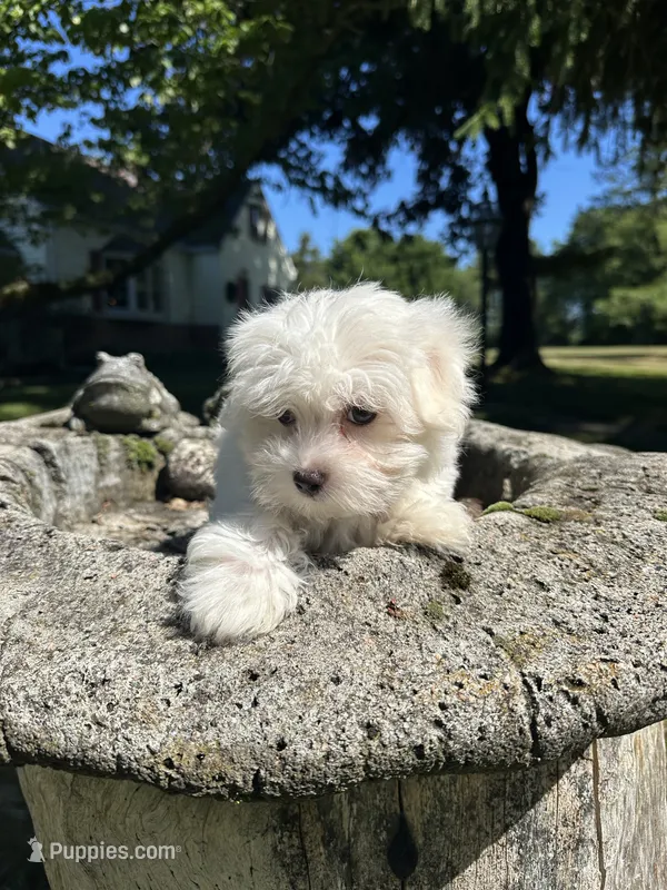 Tofu – Maltese puppy for sale in Dayville, CT