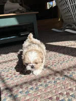 Cream , a female Shih Tzu for sale in Dayville, CT – 3 of 3