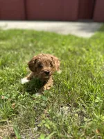 Charlie , a male Cavapoo for sale in Dayville, CT – 2 of 2