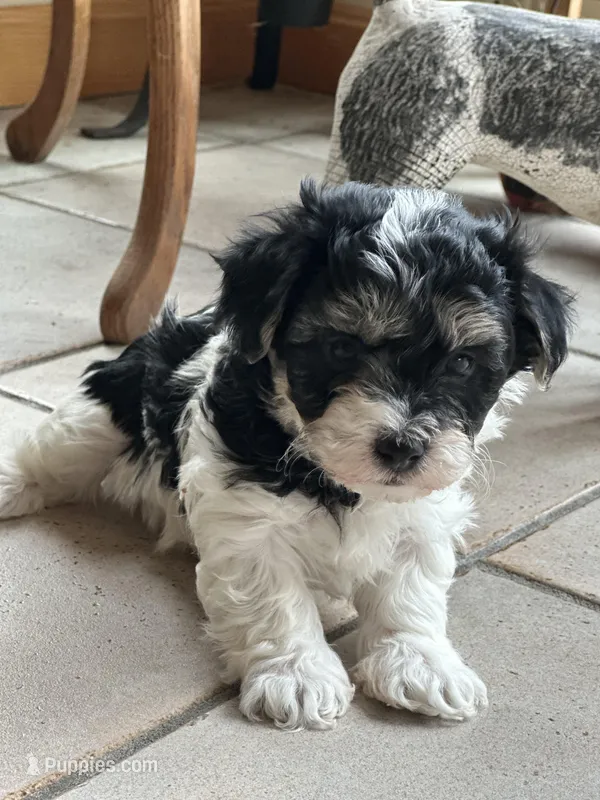 Cookie  – Morkie puppy for sale in Dayville, CT
