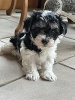 Cookie , a male Morkie for sale in Dayville, CT – Photo 2 of 2