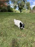 Princess, a female Bichpoo for sale in Dayville, CT – 3 of 3